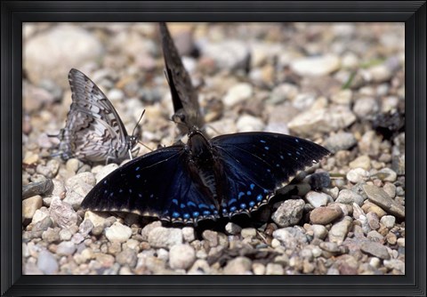 Framed Black Butterfly, Gombe National Park, Tanzania Print