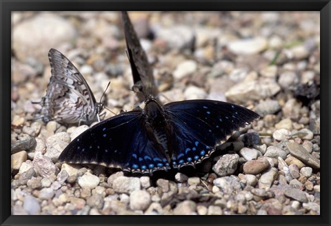 Framed Black Butterfly, Gombe National Park, Tanzania Print