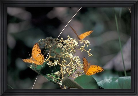 Framed Butterflies, Gombe National Park, Tanzania Print
