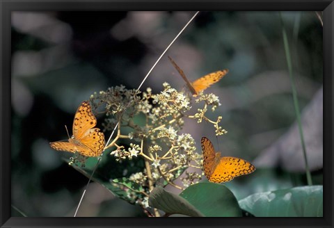 Framed Butterflies, Gombe National Park, Tanzania Print