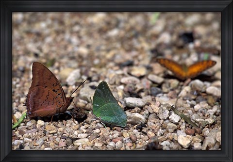 Framed Three Butterflies, Gombe National Park, Tanzania Print