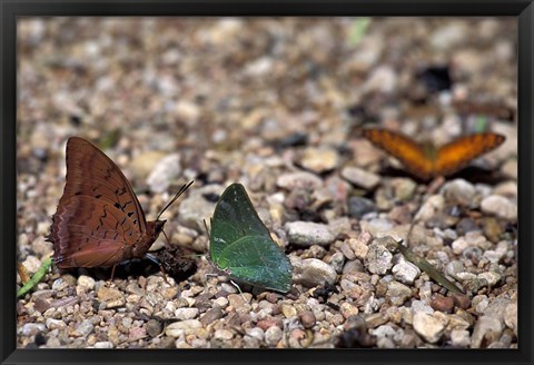 Framed Three Butterflies, Gombe National Park, Tanzania Print