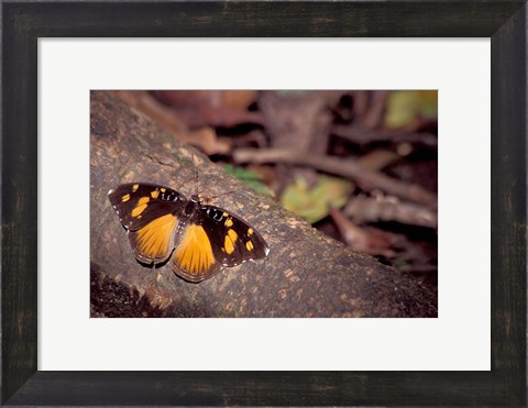 Framed Resting Butterfly, Gombe National Park, Tanzania Print