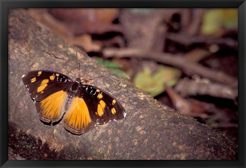 Framed Resting Butterfly, Gombe National Park, Tanzania Print