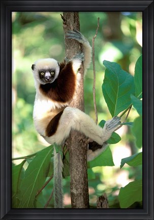 Framed Coquerel&#39;s Sifaka, Western Dry Forest, Madagascar Print