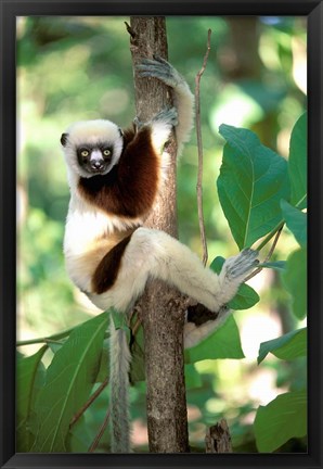 Framed Coquerel&#39;s Sifaka, Western Dry Forest, Madagascar Print