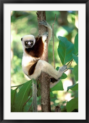 Framed Coquerel&#39;s Sifaka, Western Dry Forest, Madagascar Print