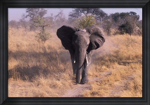 Framed Elephant, Okavango Delta, Botswana Print