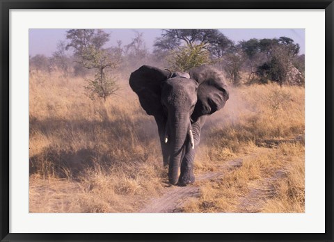 Framed Elephant, Okavango Delta, Botswana Print