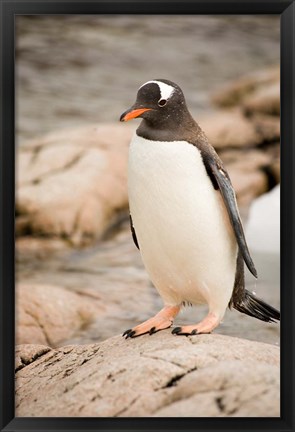 Framed Antarctica. Adult Gentoo penguins on rocky shoreline. Print