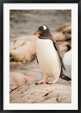 Framed Antarctica. Adult Gentoo penguins on rocky shoreline. Print