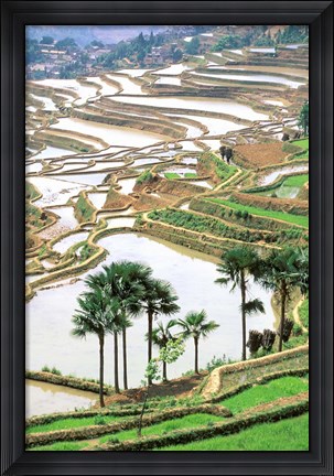 Framed Asia, China, Yunnan Province, Jiayin. Flooded Terraces Print
