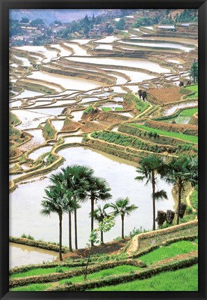 Framed Asia, China, Yunnan Province, Jiayin. Flooded Terraces Print