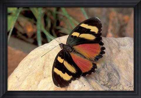 Framed Orange/Yellow Butterfly, Gombe National Park, Tanzania Print