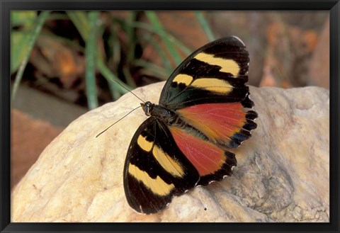 Framed Orange/Yellow Butterfly, Gombe National Park, Tanzania Print