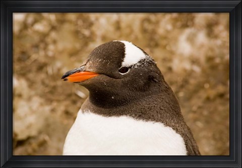 Framed Fledgling Gentoo Penguin, Antarctica Print