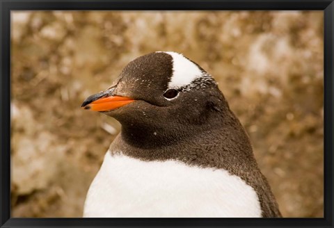 Framed Fledgling Gentoo Penguin, Antarctica Print