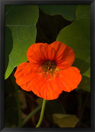 Framed Africa, Malawi, Zomba, Flower at Hotel Sunbird Ku Chawe Print