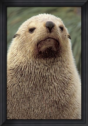 Framed Antarctic Fur Seal, White Morph, South Georgia Island, Antarctica Print