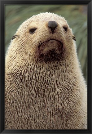 Framed Antarctic Fur Seal, White Morph, South Georgia Island, Antarctica Print