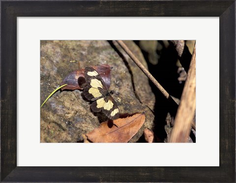 Framed Yellow Butterfly, Gombe National Park, Tanzania Print