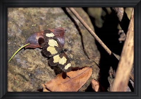 Framed Yellow Butterfly, Gombe National Park, Tanzania Print