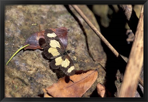 Framed Yellow Butterfly, Gombe National Park, Tanzania Print