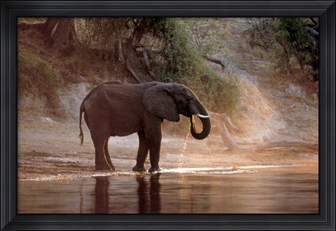Framed Elephant at Water Hole, South Africa Print
