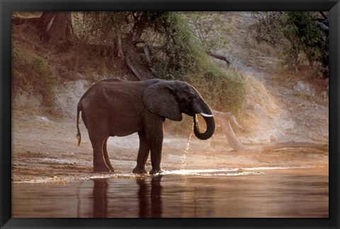 Framed Elephant at Water Hole, South Africa Print