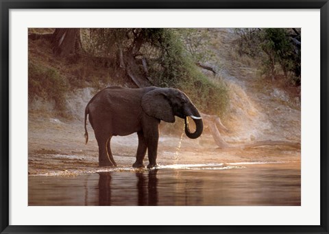 Framed Elephant at Water Hole, South Africa Print