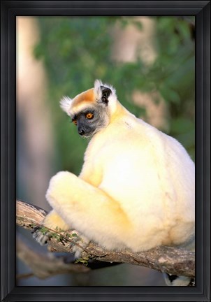 Framed Africa, Madagascar, Daraina. Golden-crowned Sifaka Print