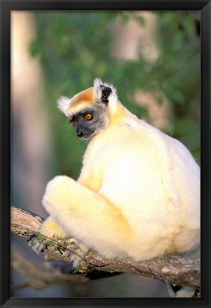 Framed Africa, Madagascar, Daraina. Golden-crowned Sifaka Print