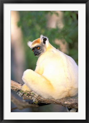 Framed Africa, Madagascar, Daraina. Golden-crowned Sifaka Print