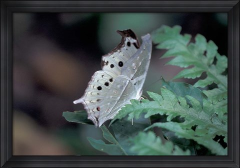 Framed White Butterfly, Gombe National Park, Tanzania Print