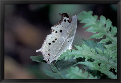 Framed White Butterfly, Gombe National Park, Tanzania Print