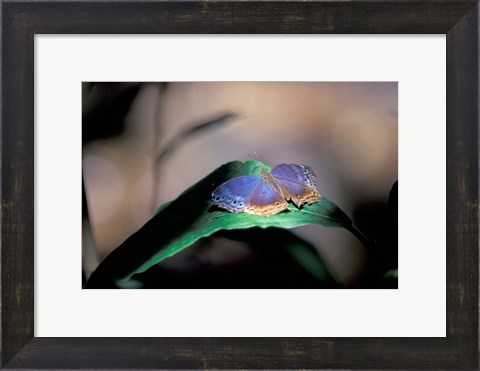 Framed Colorful Butterfly Wings, Gombe National Park, Tanzania Print