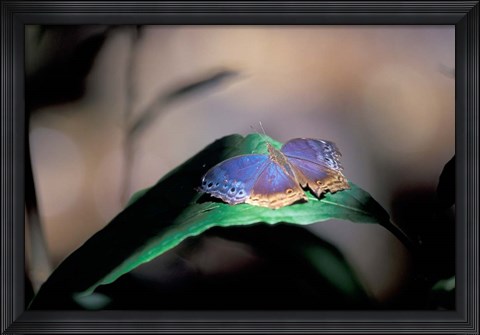 Framed Colorful Butterfly Wings, Gombe National Park, Tanzania Print