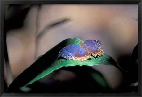 Framed Colorful Butterfly Wings, Gombe National Park, Tanzania Print