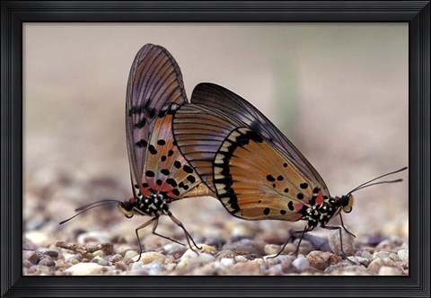 Framed pair of Butterflies, Gombe National Park, Tanzania Print
