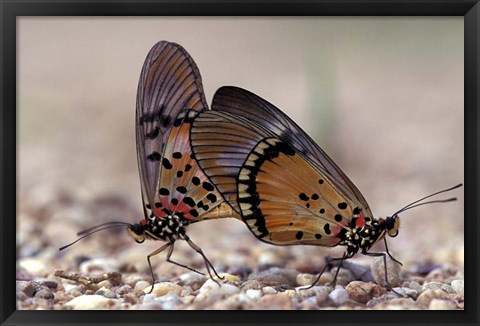 Framed pair of Butterflies, Gombe National Park, Tanzania Print