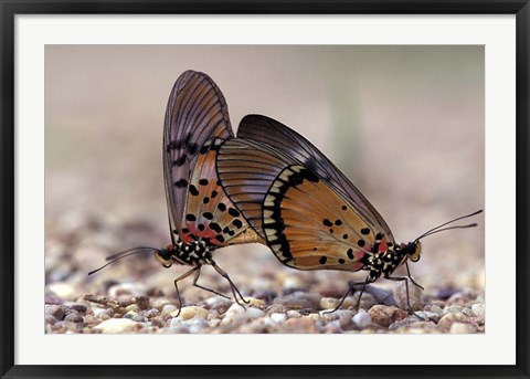 Framed pair of Butterflies, Gombe National Park, Tanzania Print