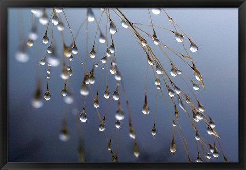 Framed Dewdrops, Huansan, China Print