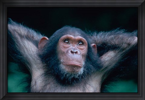 Framed Female Chimpanzee Stretching, Gombe National Park, Tanzania Print