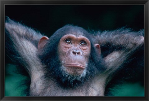 Framed Female Chimpanzee Stretching, Gombe National Park, Tanzania Print