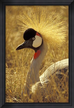Framed African Crowned Crane, South Africa Print