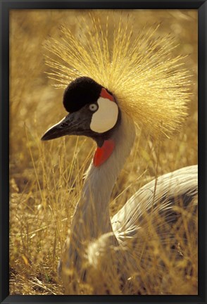 Framed African Crowned Crane, South Africa Print