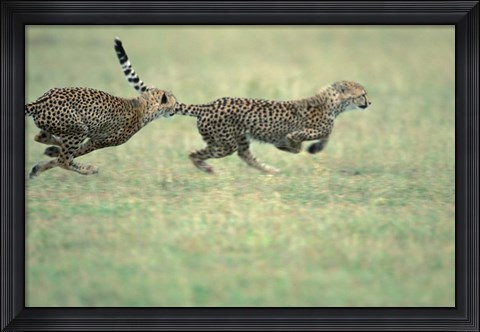 Framed Cheetah Cub Playing on Savanna, Masai Mara Game Reserve, Kenya Print