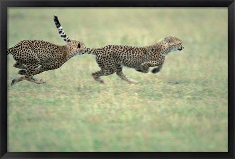 Framed Cheetah Cub Playing on Savanna, Masai Mara Game Reserve, Kenya Print