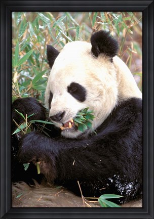 Framed China, Wolong Nature Reserve, Giant panda bear Print