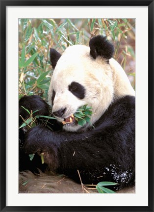 Framed China, Wolong Nature Reserve, Giant panda bear Print